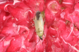 Knautia macedonica RCP6-2020 (71) and beetle - Copy.JPG